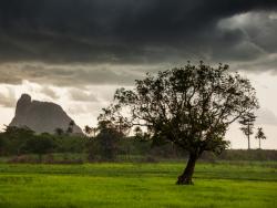 Land Governance Curriculum Development  