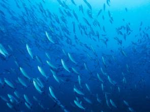 Unlocking the vast potential of blue resources in Central Africa with ECA’s Blue Economy Valuation Toolkit