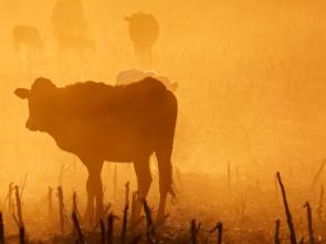 Unlocking Chad’s livestock potential: Turning Cattle into a catalyst for intra-African trade and sustainable economic growth